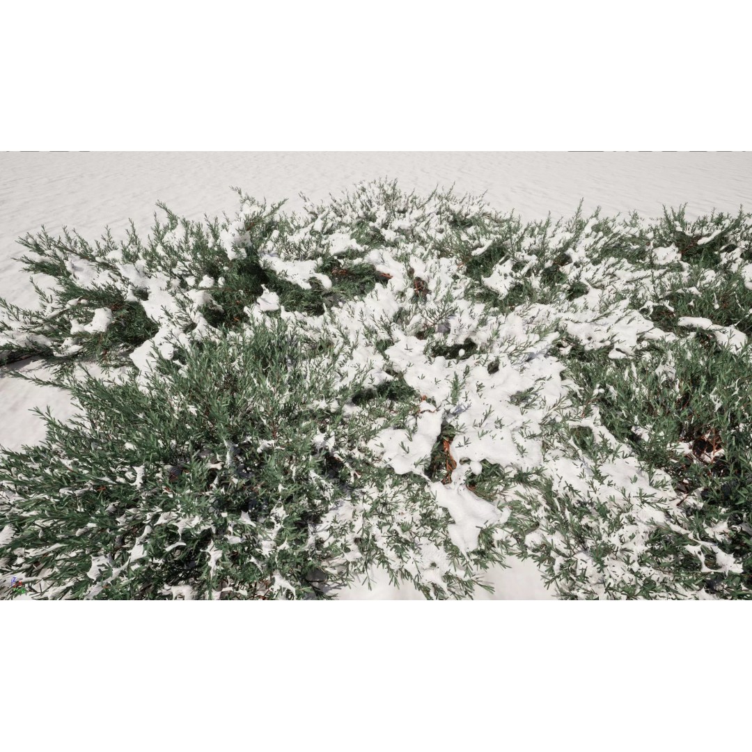 Juniperus Horizontalis 3D Model – Low Poly Winter Plant, FBX - View 2