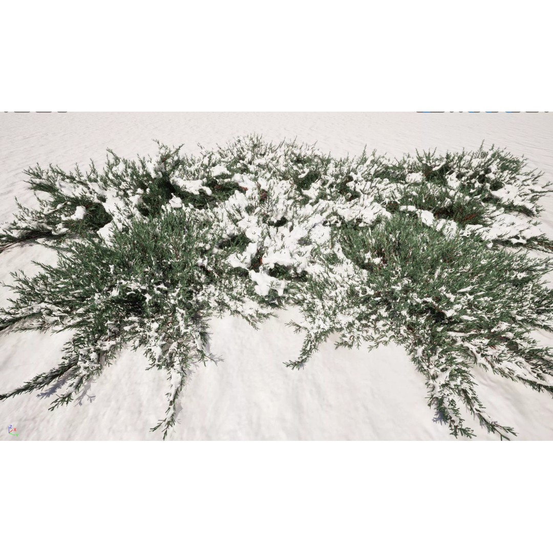 Juniperus Horizontalis 3D Model – Low Poly Winter Plant, FBX - View 4