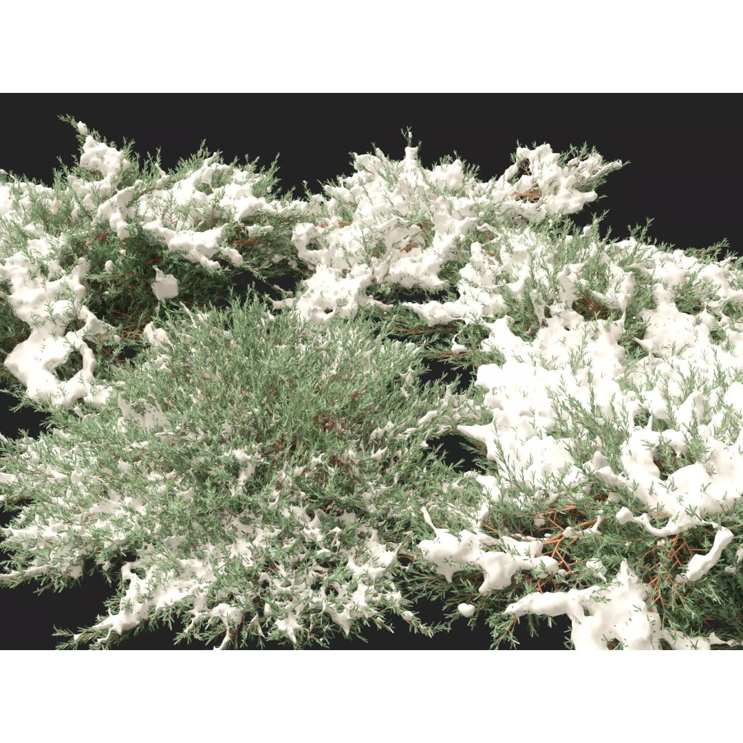 Juniperus Horizontalis 3D Model – Low Poly Winter Plant, FBX - View 5
