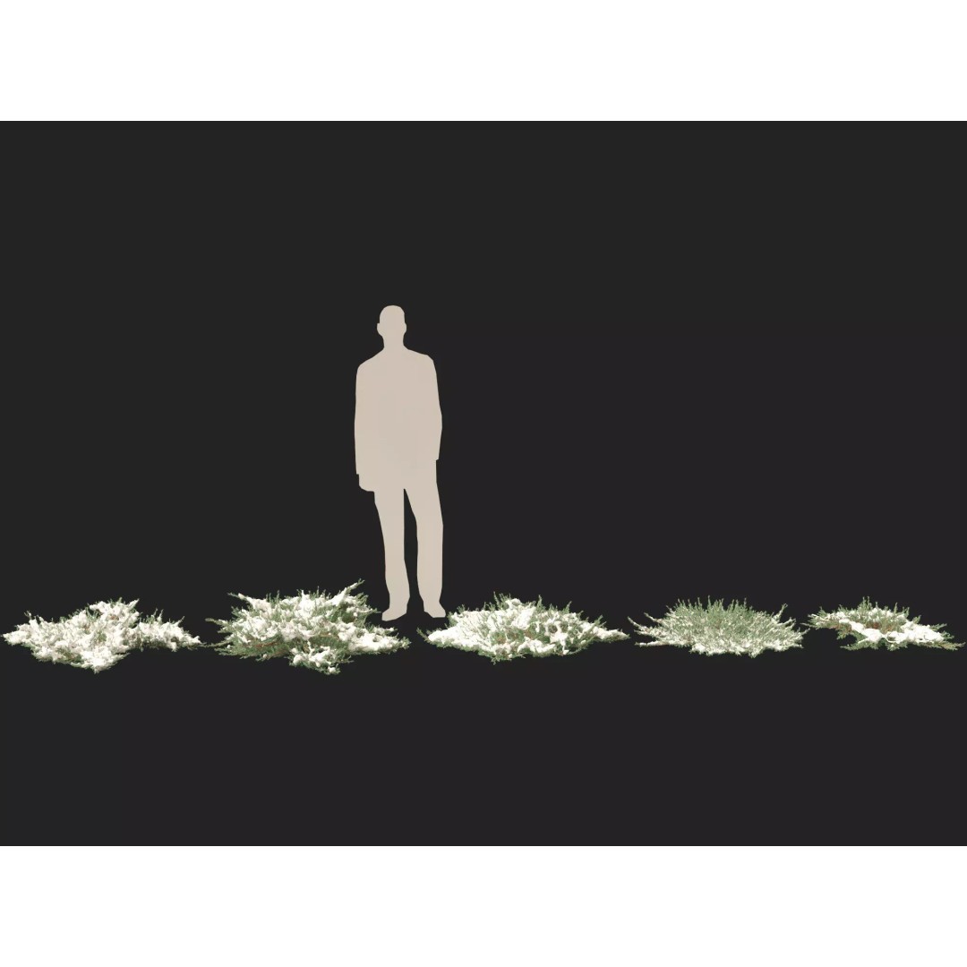 Juniperus Horizontalis 3D Model – Low Poly Winter Plant, FBX - View 6