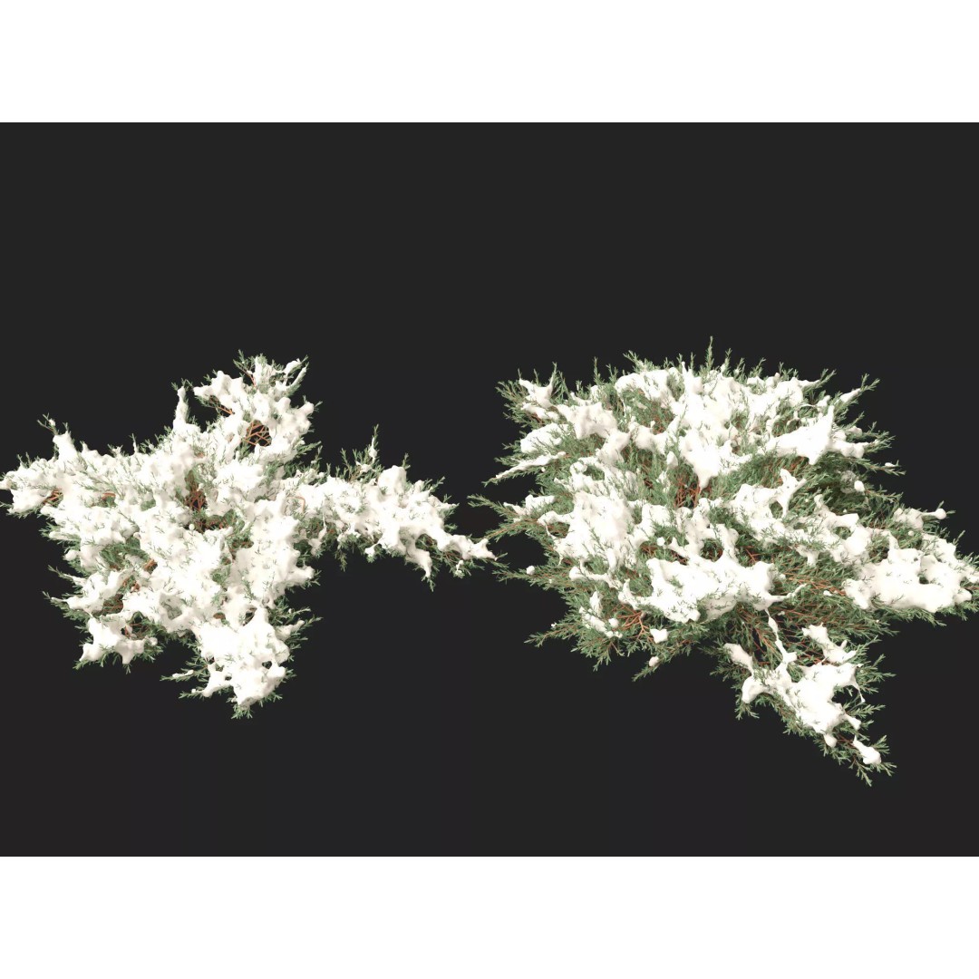 Juniperus Horizontalis 3D Model – Low Poly Winter Plant, FBX - View 7
