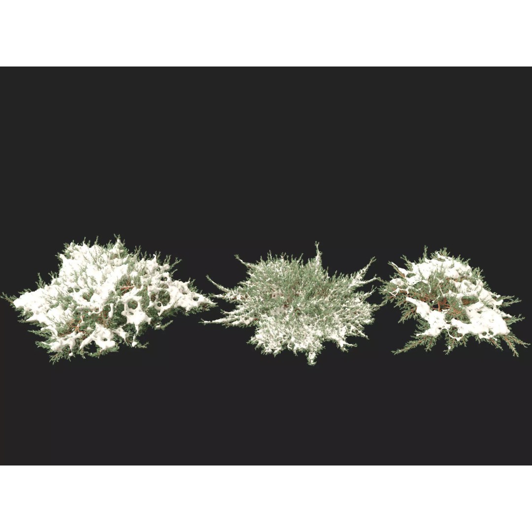 Juniperus Horizontalis 3D Model – Low Poly Winter Plant, FBX - View 8
