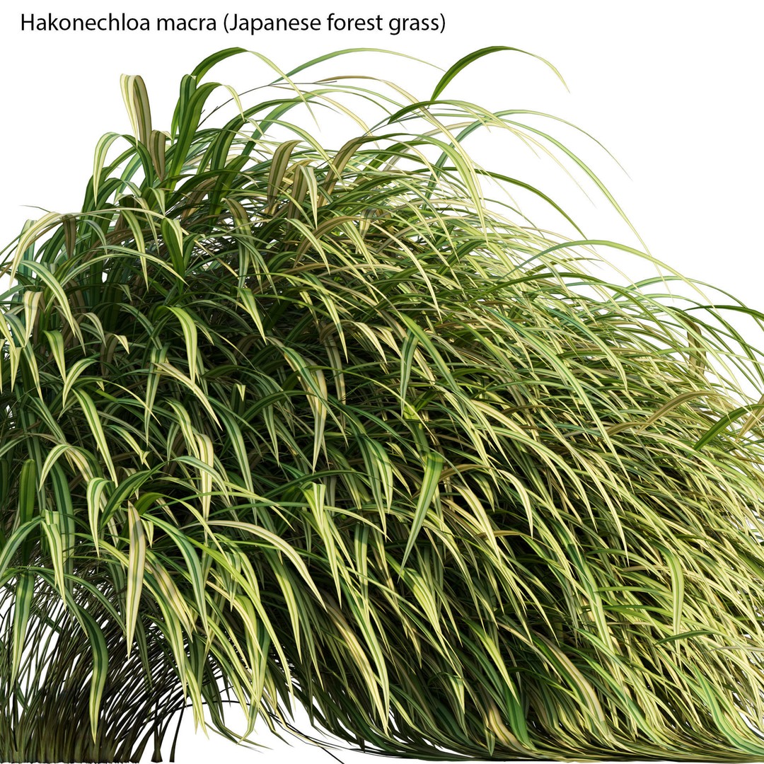 Hakonechloa macra 3D Model – Japanese Forest Grass, PBR Textures, FBX