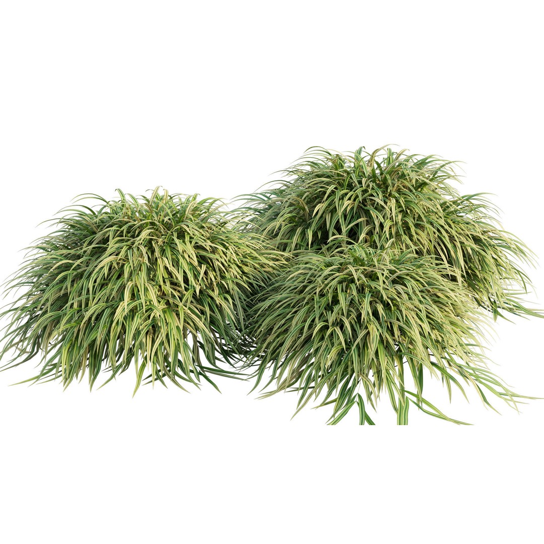 Hakonechloa macra 3D Model – Japanese Forest Grass, PBR Textures, FBX - View 10