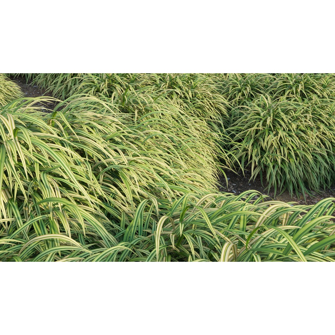 Hakonechloa macra 3D Model – Japanese Forest Grass, PBR Textures, FBX - View 11