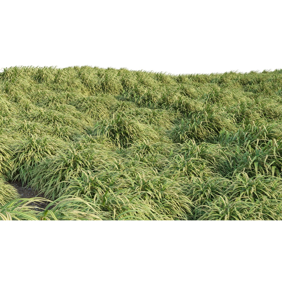 Hakonechloa macra 3D Model – Japanese Forest Grass, PBR Textures, FBX - View 12