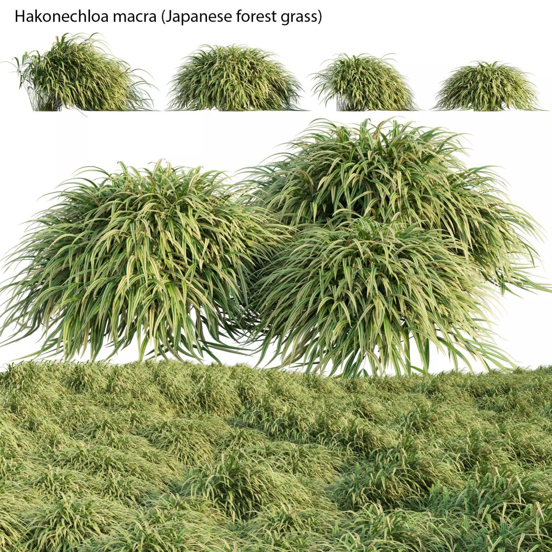 Hakonechloa macra 3D Model – Japanese Forest Grass, PBR Textures, FBX - View 2