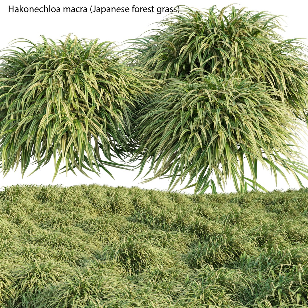 Hakonechloa macra 3D Model – Japanese Forest Grass, PBR Textures, FBX - View 3