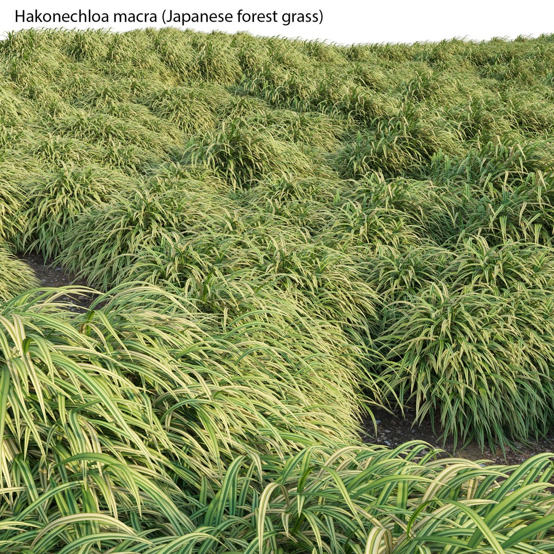 Hakonechloa macra 3D Model – Japanese Forest Grass, PBR Textures, FBX - View 4
