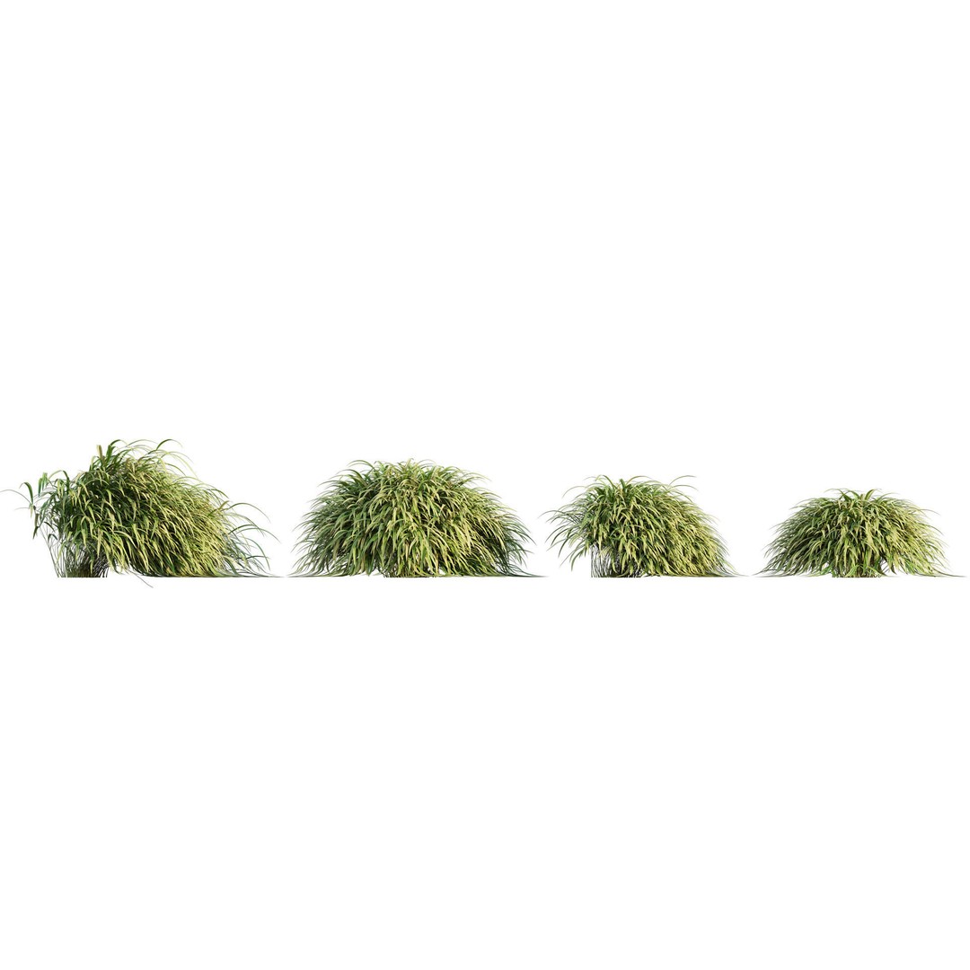 Hakonechloa macra 3D Model – Japanese Forest Grass, PBR Textures, FBX - View 6