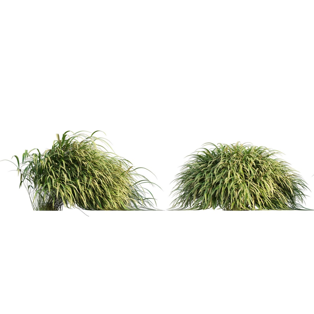 Hakonechloa macra 3D Model – Japanese Forest Grass, PBR Textures, FBX - View 7