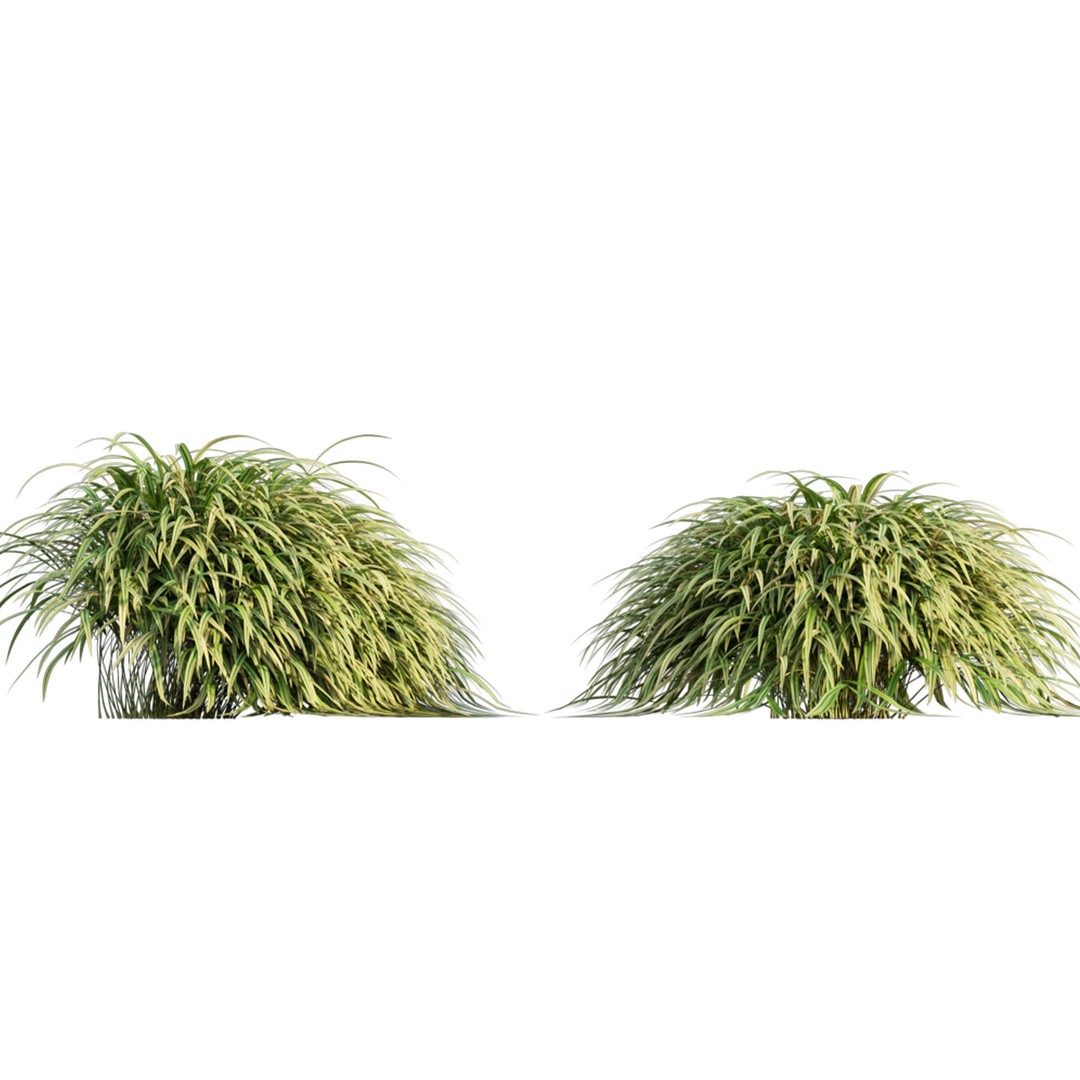 Hakonechloa macra 3D Model – Japanese Forest Grass, PBR Textures, FBX - View 8