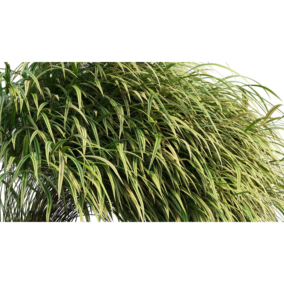 Hakonechloa macra 3D Model – Japanese Forest Grass, PBR Textures, FBX - View 9