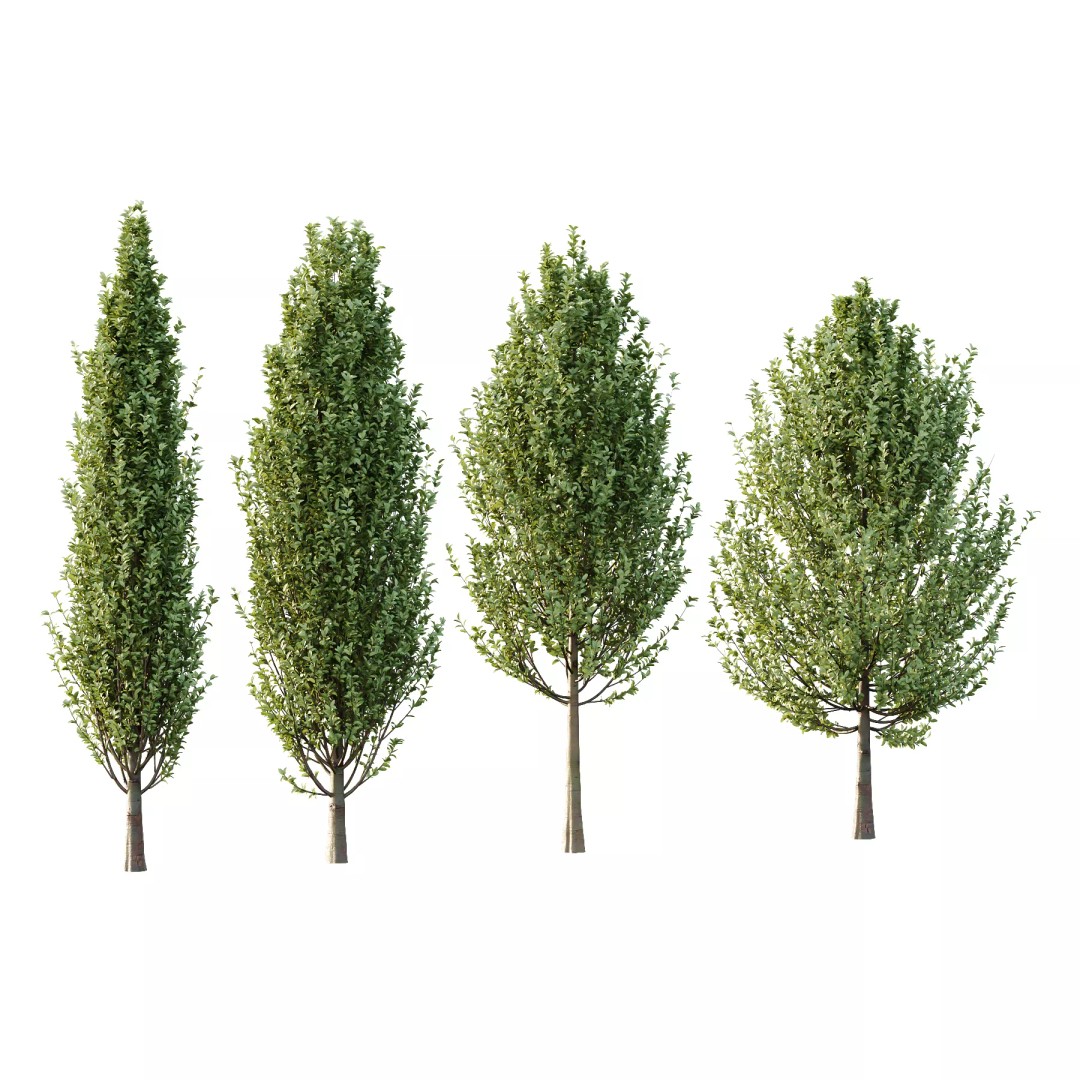 Carpinus Betulus Tree 3D Model – Realistic PBR Asset, FBX & OBJ - View 2