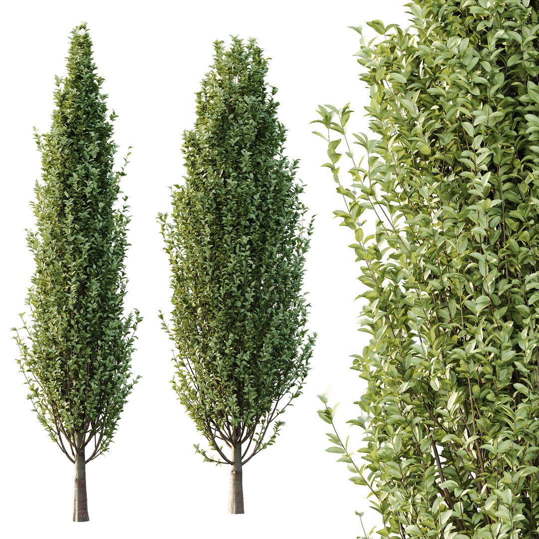 Carpinus Betulus Tree 3D Model – Realistic PBR Asset, FBX & OBJ - View 3