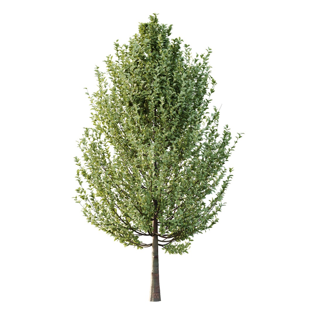 Carpinus Betulus Tree 3D Model – Realistic PBR Asset, FBX & OBJ - View 4