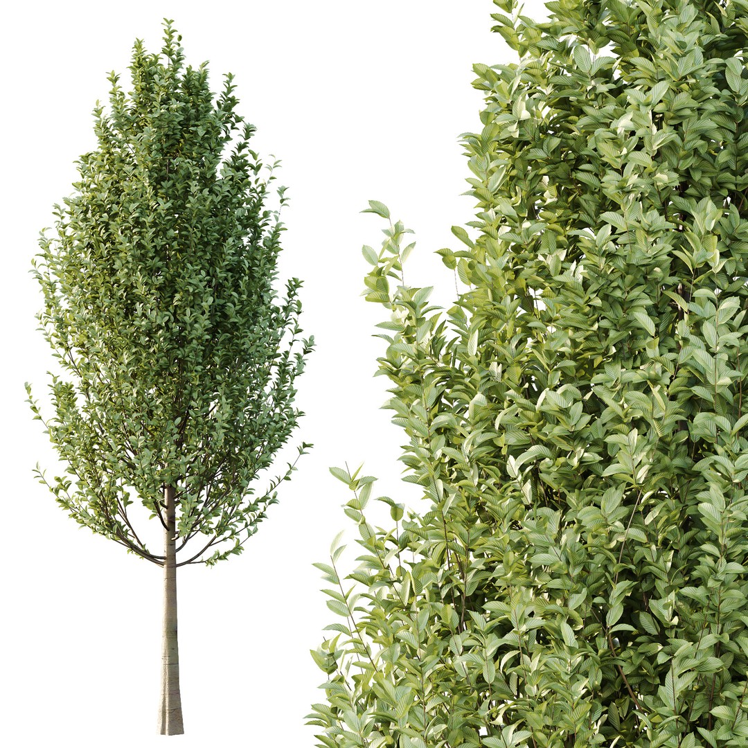 Carpinus Betulus Tree 3D Model – Realistic PBR Asset, FBX & OBJ - View 5