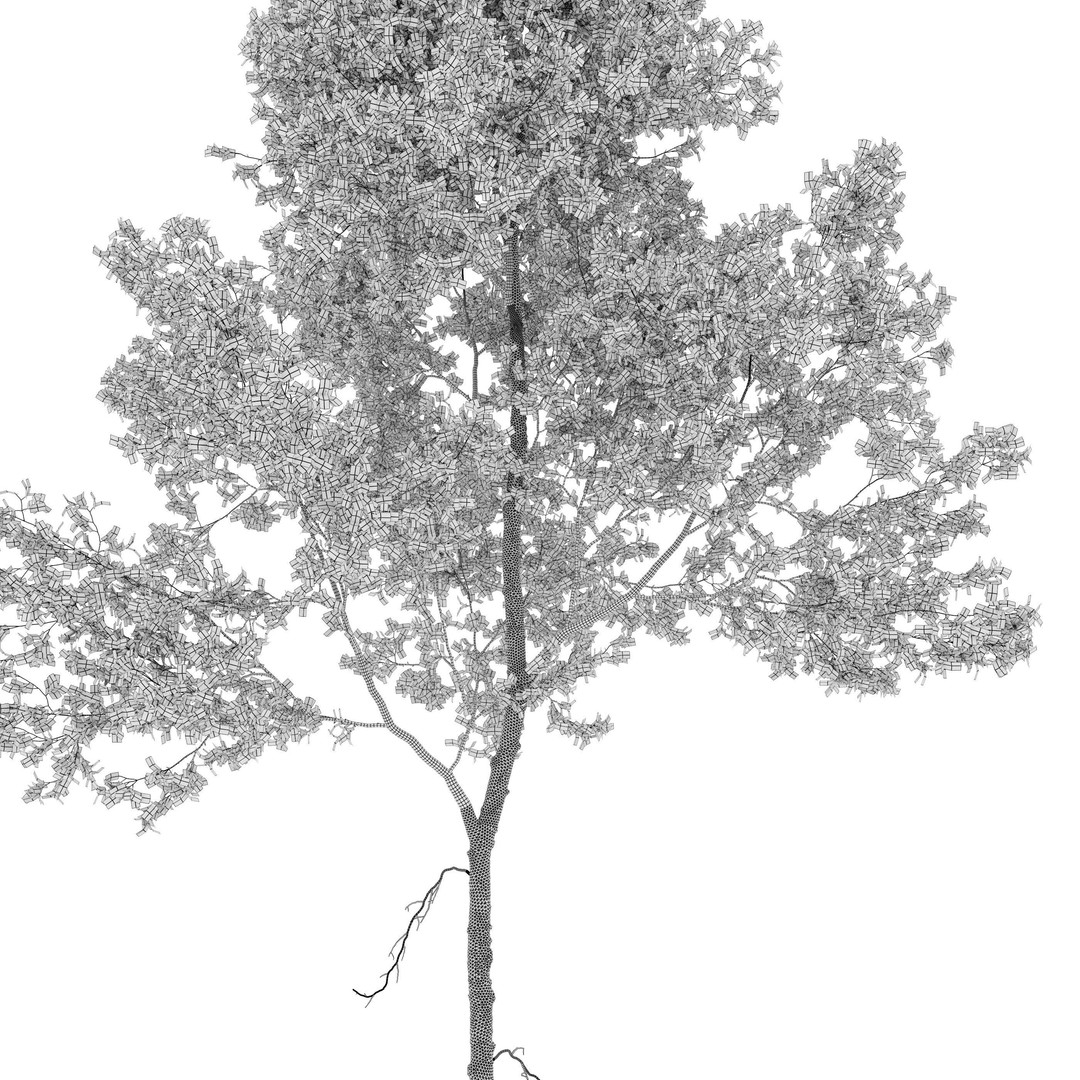 Aspen Tree 3D Model – High Poly Nature Asset, FBX, PBR Textures