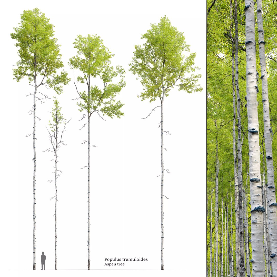 Aspen Tree 3D Model – High Poly Nature Asset, FBX, PBR Textures - View 2
