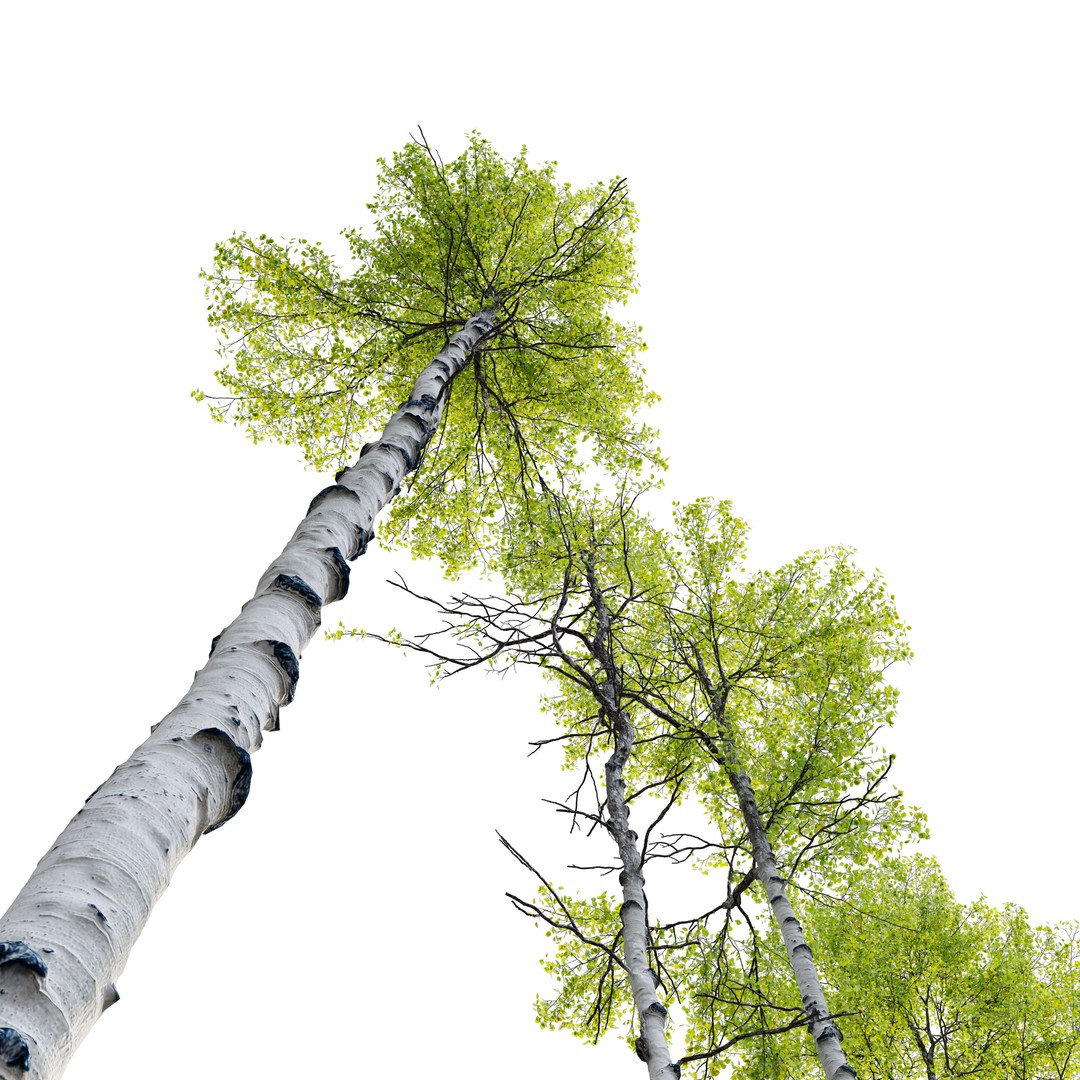 Aspen Tree 3D Model – High Poly Nature Asset, FBX, PBR Textures - View 3
