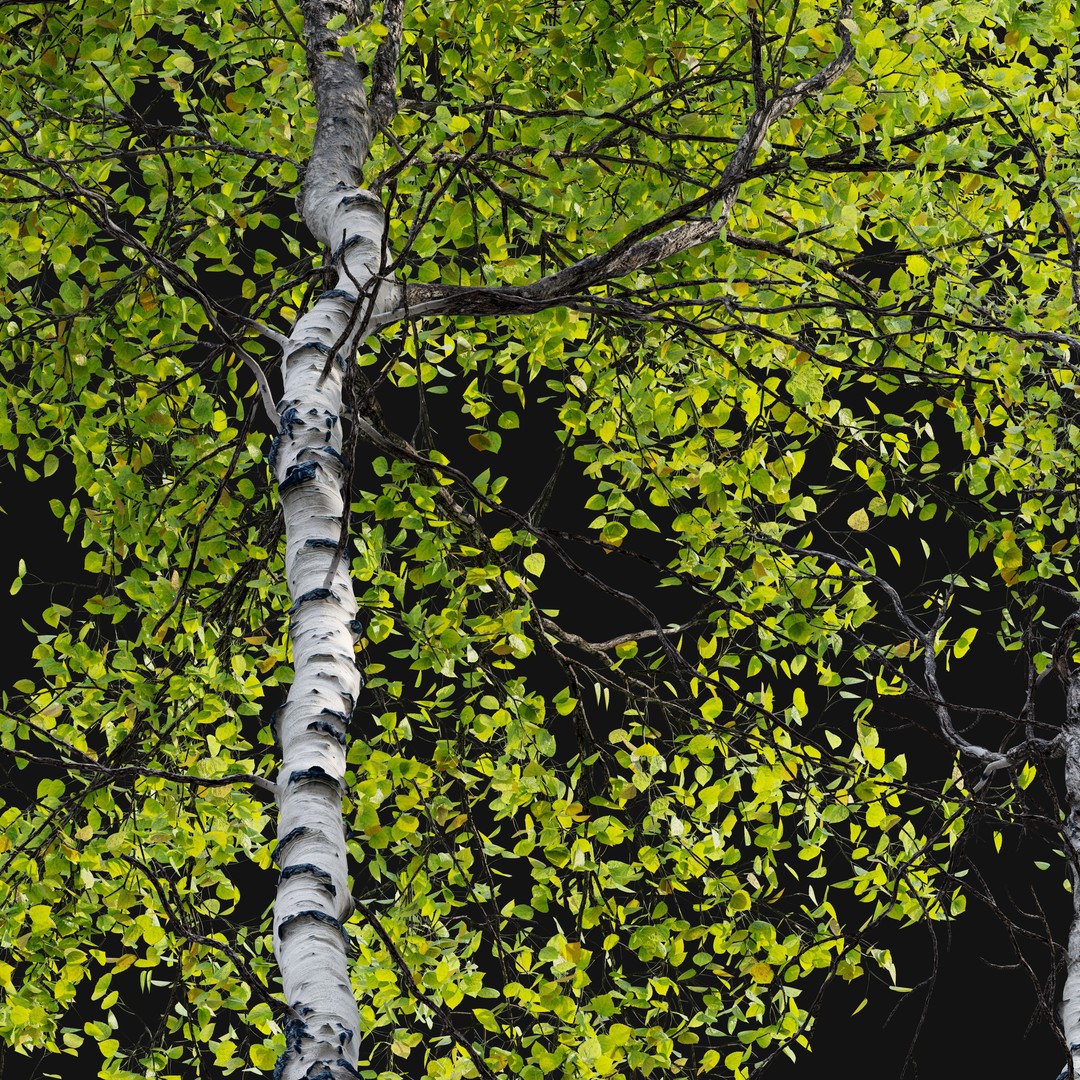 Aspen Tree 3D Model – High Poly Nature Asset, FBX, PBR Textures - View 4