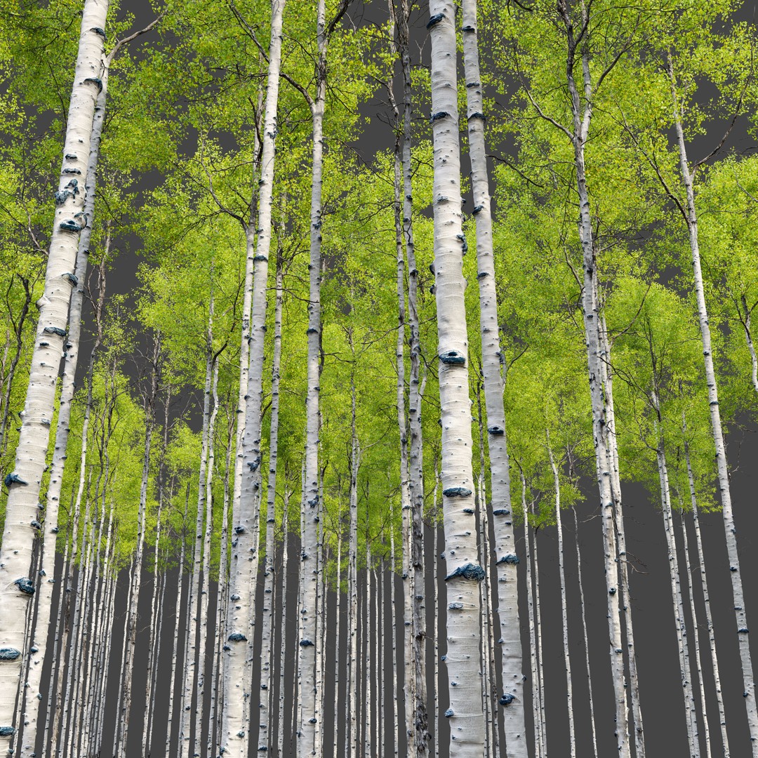 Aspen Tree 3D Model – High Poly Nature Asset, FBX, PBR Textures - View 5