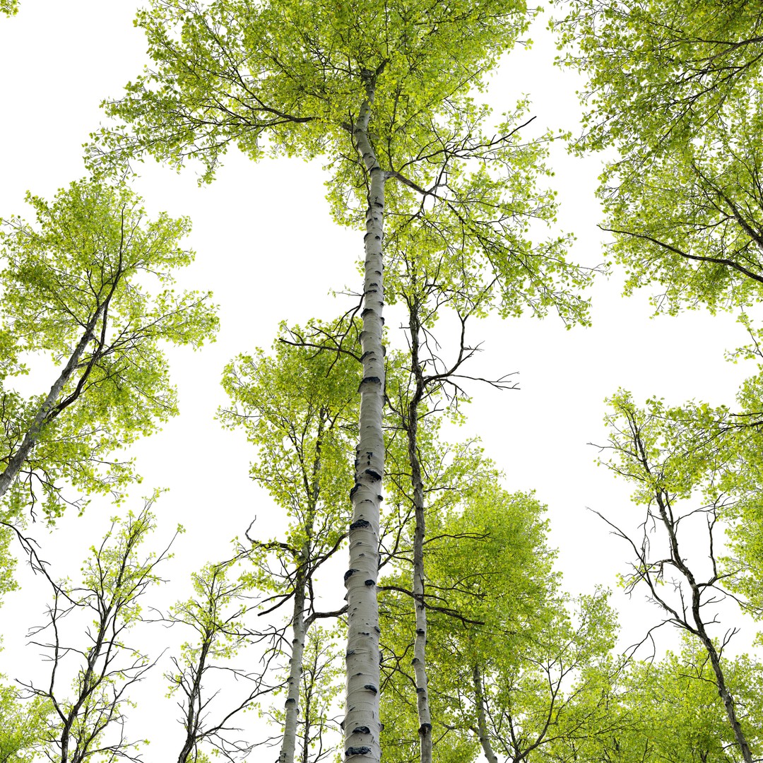 Aspen Tree 3D Model – High Poly Nature Asset, FBX, PBR Textures - View 6