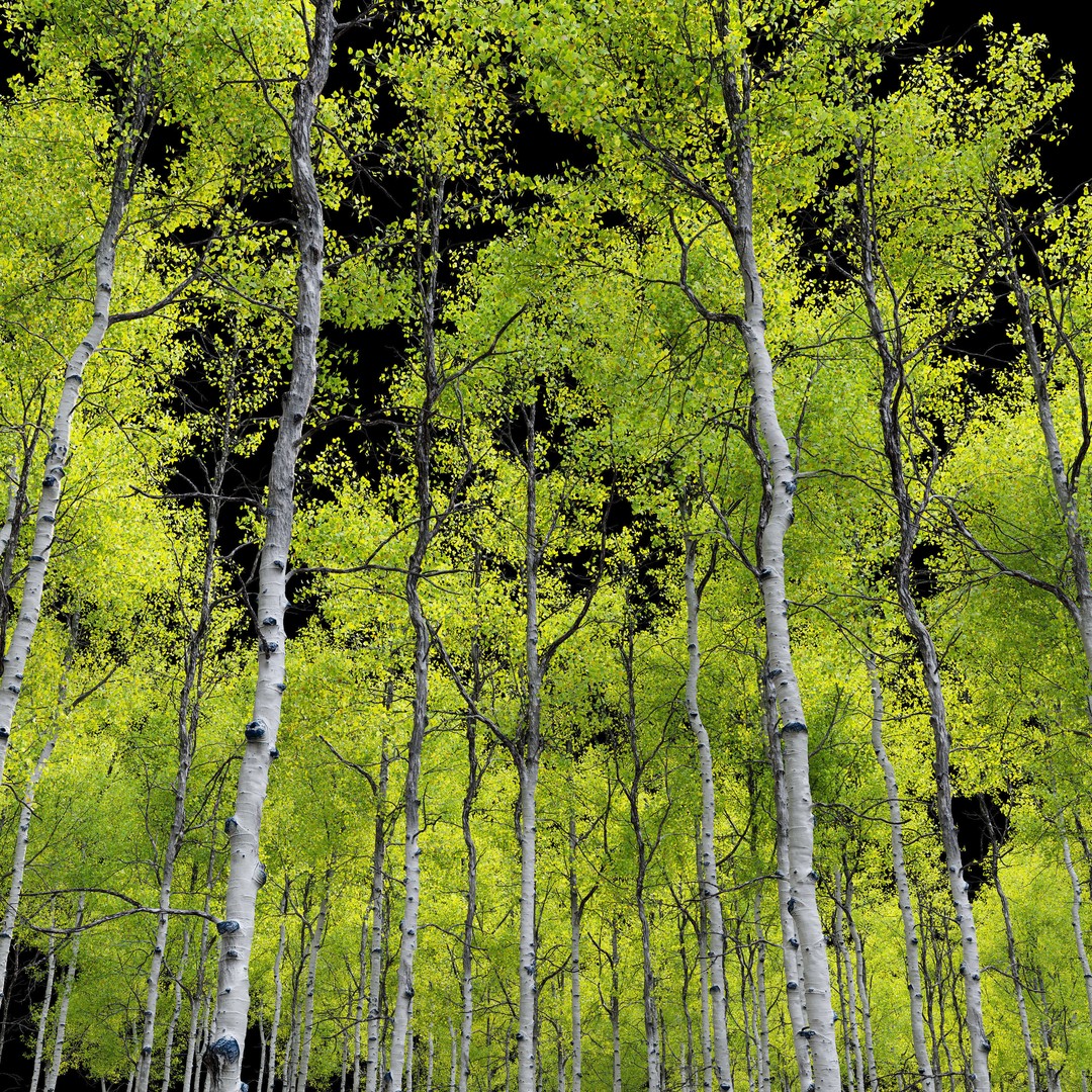 Aspen Tree 3D Model – High Poly Nature Asset, FBX, PBR Textures - View 7