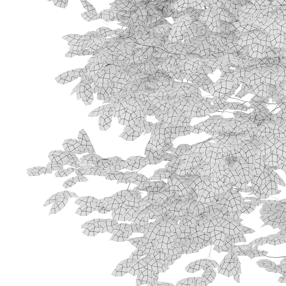 Autumn Fraxinus americana 3D Model – High Poly Tree Asset, FBX