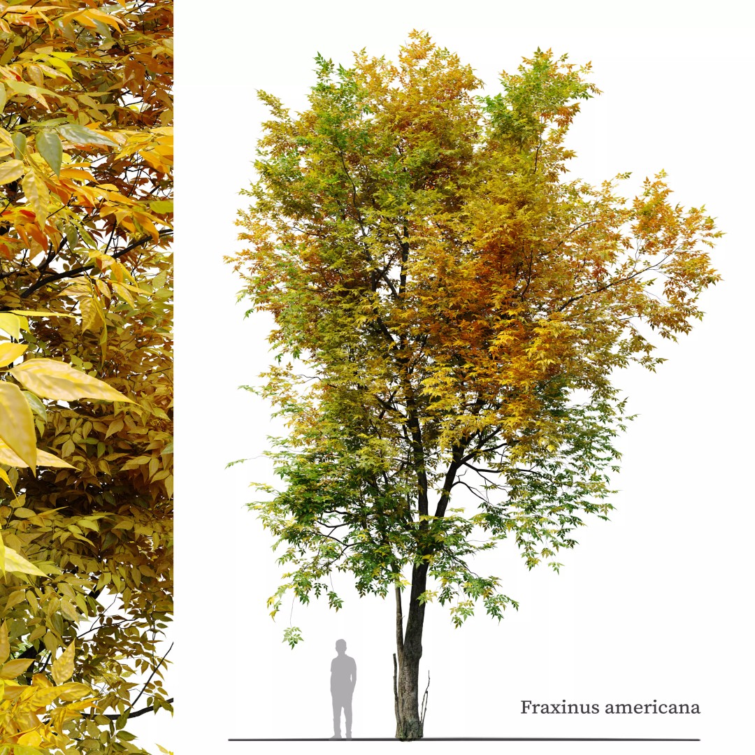 Autumn Fraxinus americana 3D Model – High Poly Tree Asset, FBX - View 2