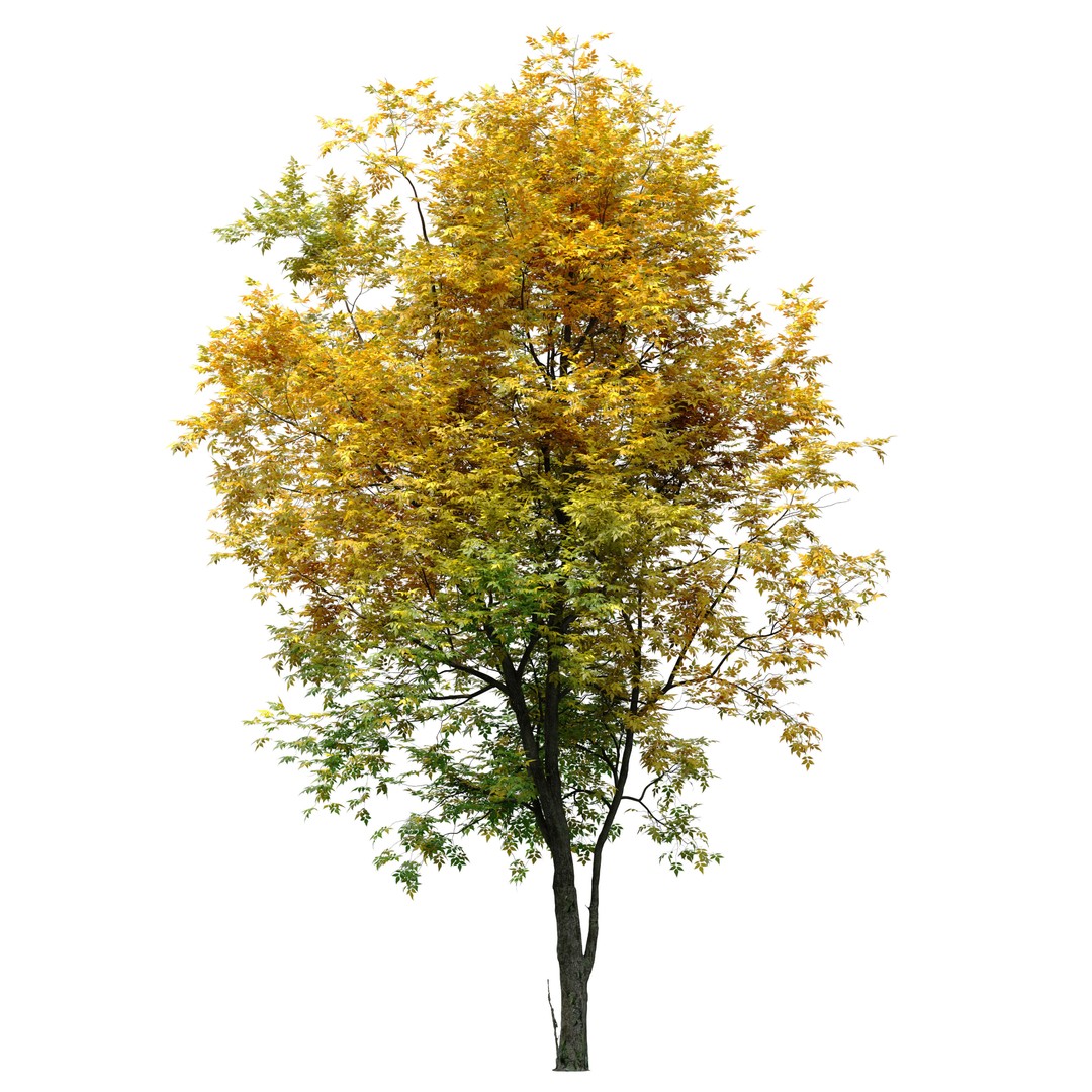 Autumn Fraxinus americana 3D Model – High Poly Tree Asset, FBX - View 3