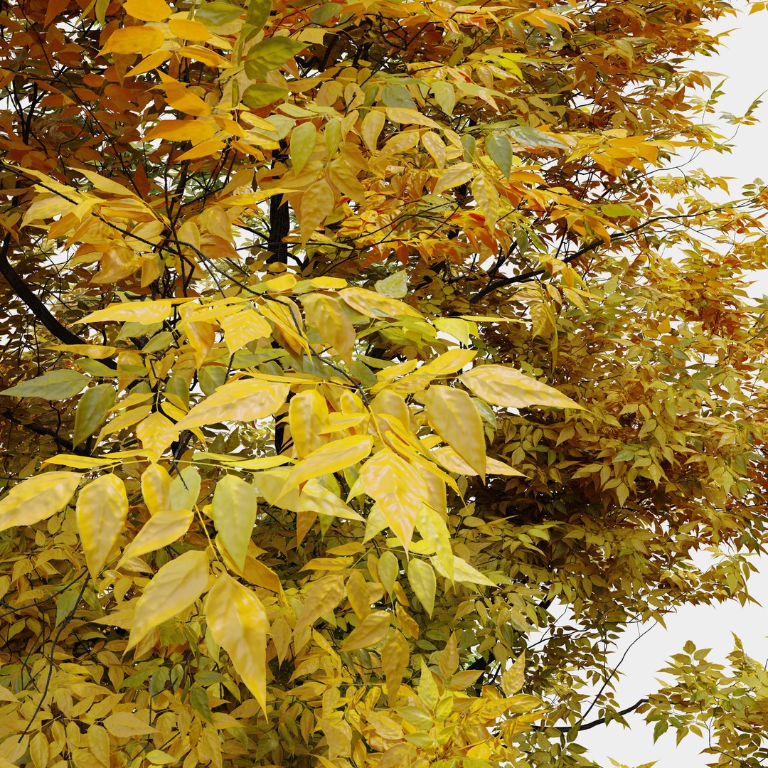 Autumn Fraxinus americana 3D Model – High Poly Tree Asset, FBX - View 4