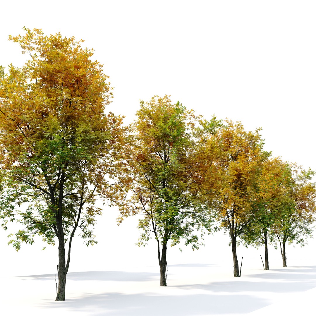 Autumn Fraxinus americana 3D Model – High Poly Tree Asset, FBX - View 5