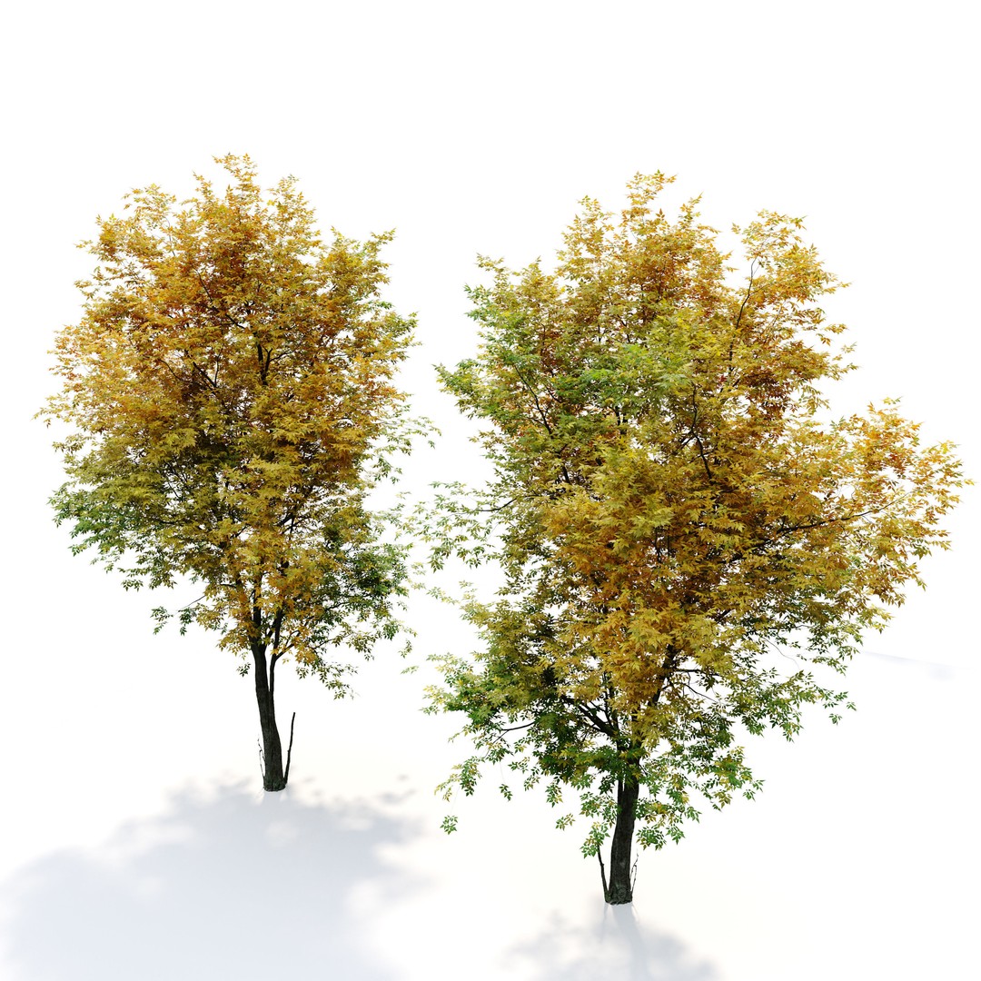 Autumn Fraxinus americana 3D Model – High Poly Tree Asset, FBX - View 6