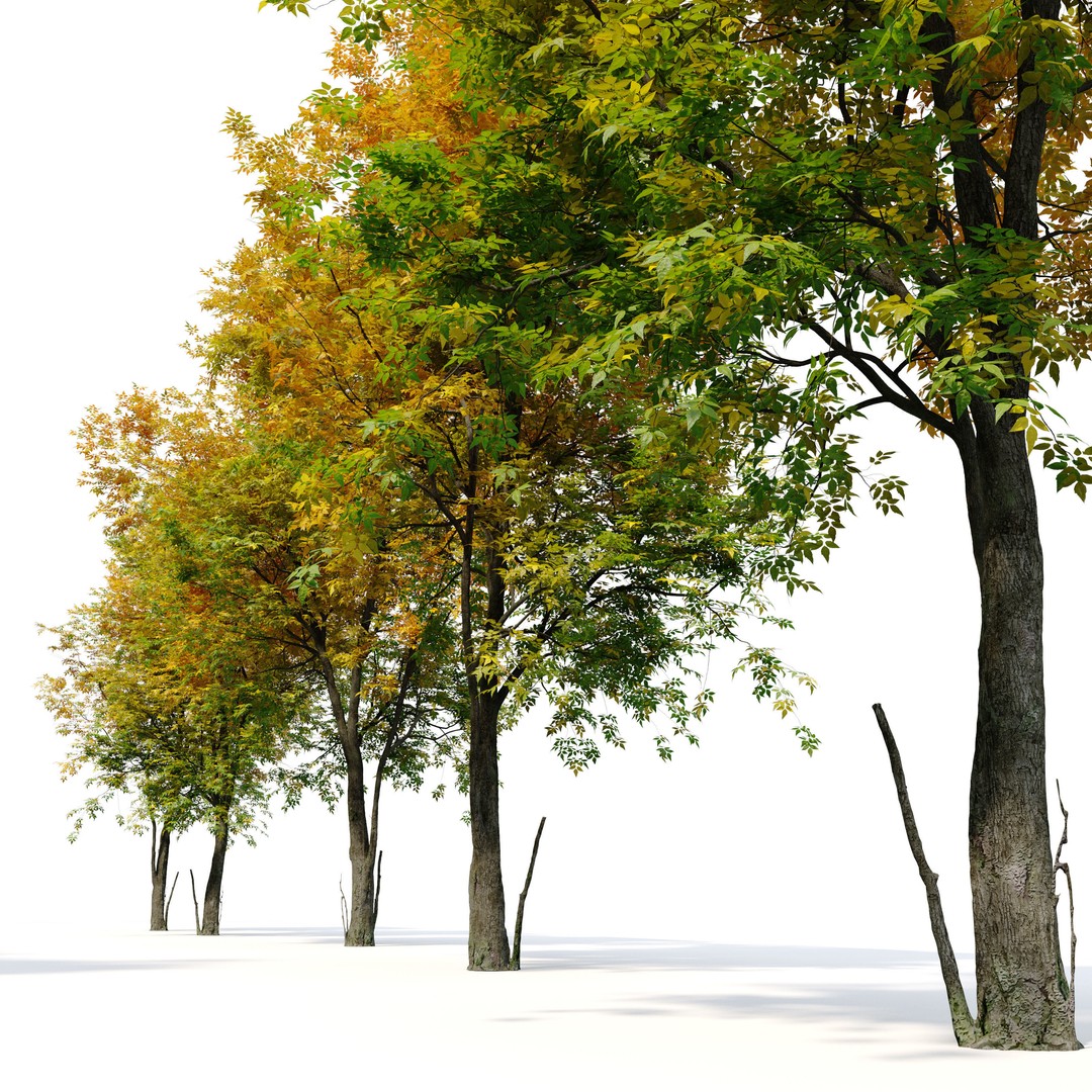 Autumn Fraxinus americana 3D Model – High Poly Tree Asset, FBX - View 7