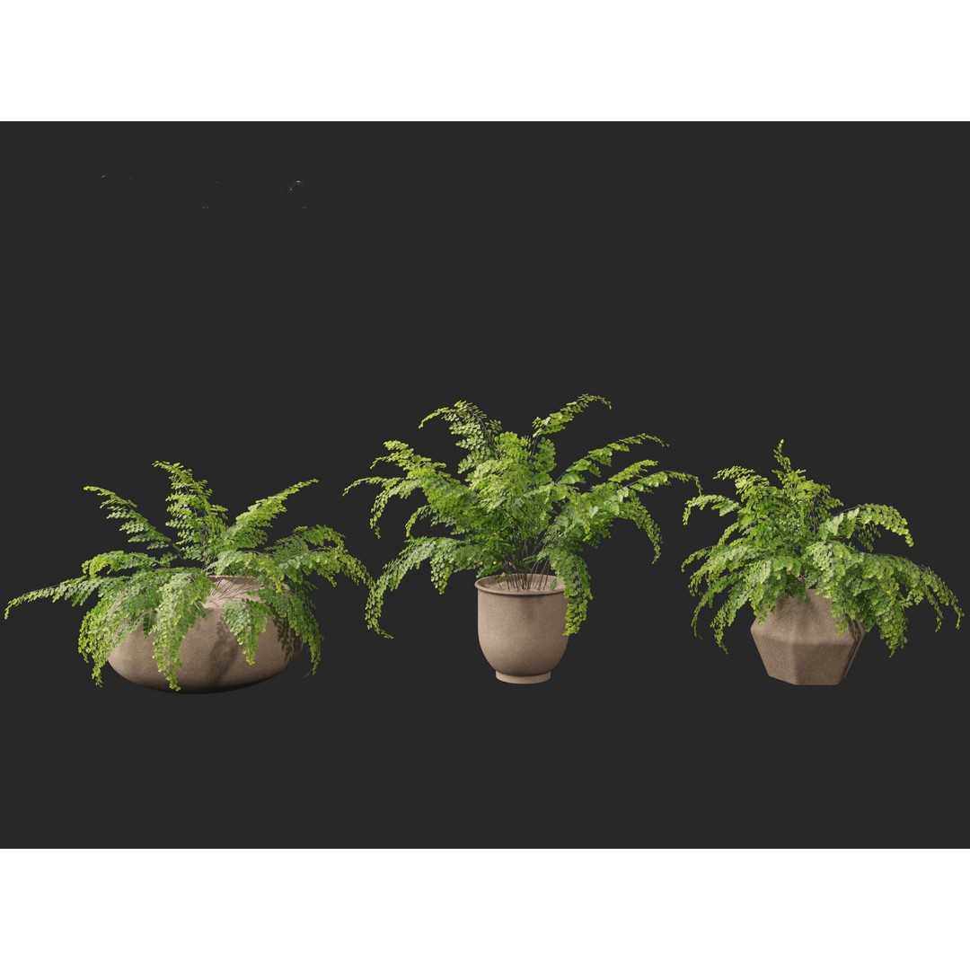 Adiantum aethiopicum 3D Model – Realistic PBR Plant Asset, FBX