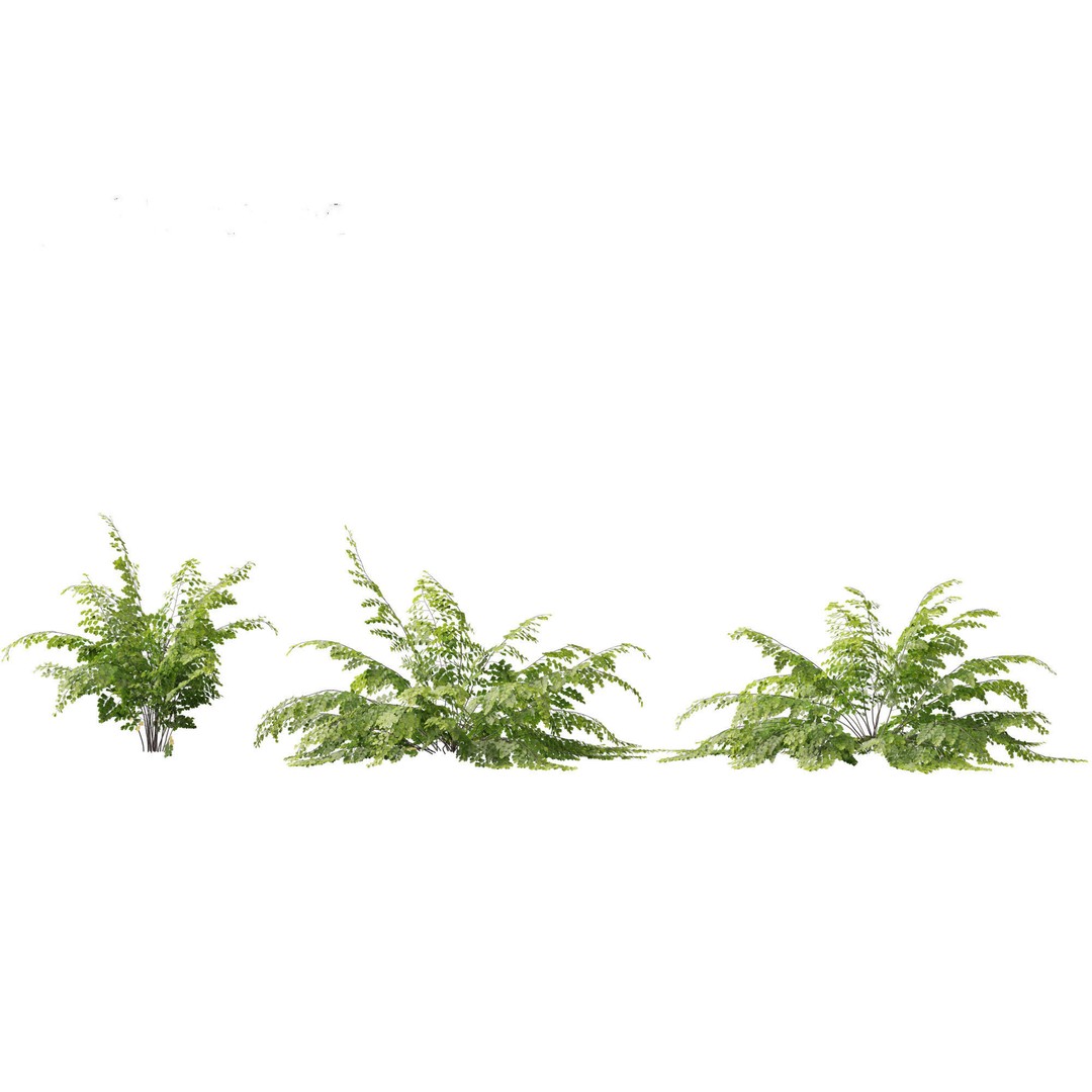 Adiantum aethiopicum 3D Model – Realistic PBR Plant Asset, FBX - View 10