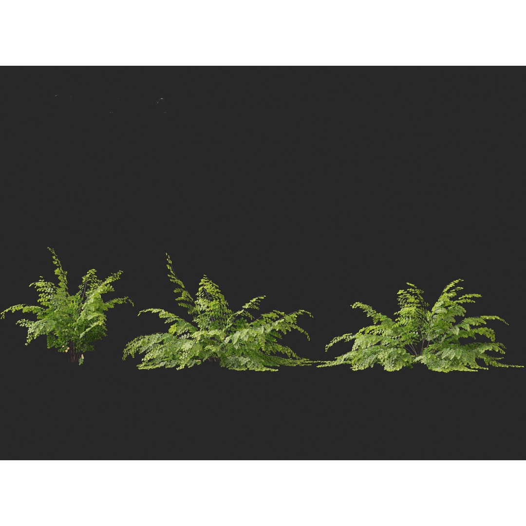 Adiantum aethiopicum 3D Model – Realistic PBR Plant Asset, FBX - View 11