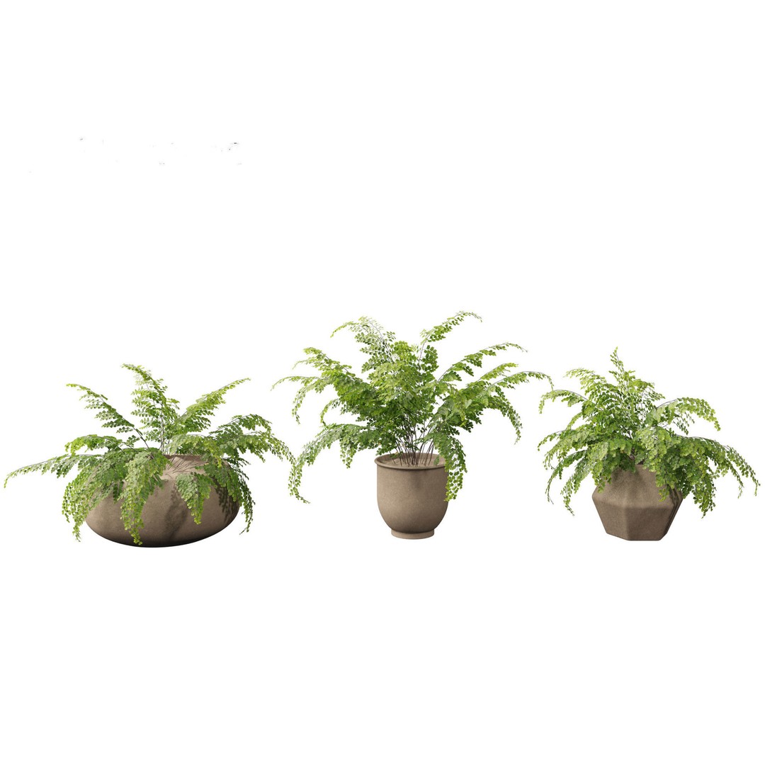 Adiantum aethiopicum 3D Model – Realistic PBR Plant Asset, FBX - View 12