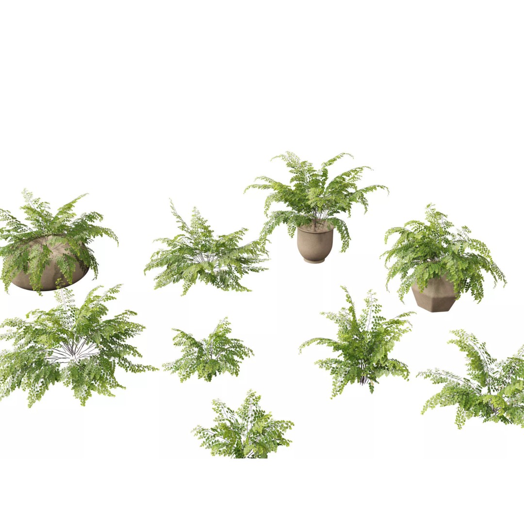 Adiantum aethiopicum 3D Model – Realistic PBR Plant Asset, FBX - View 2