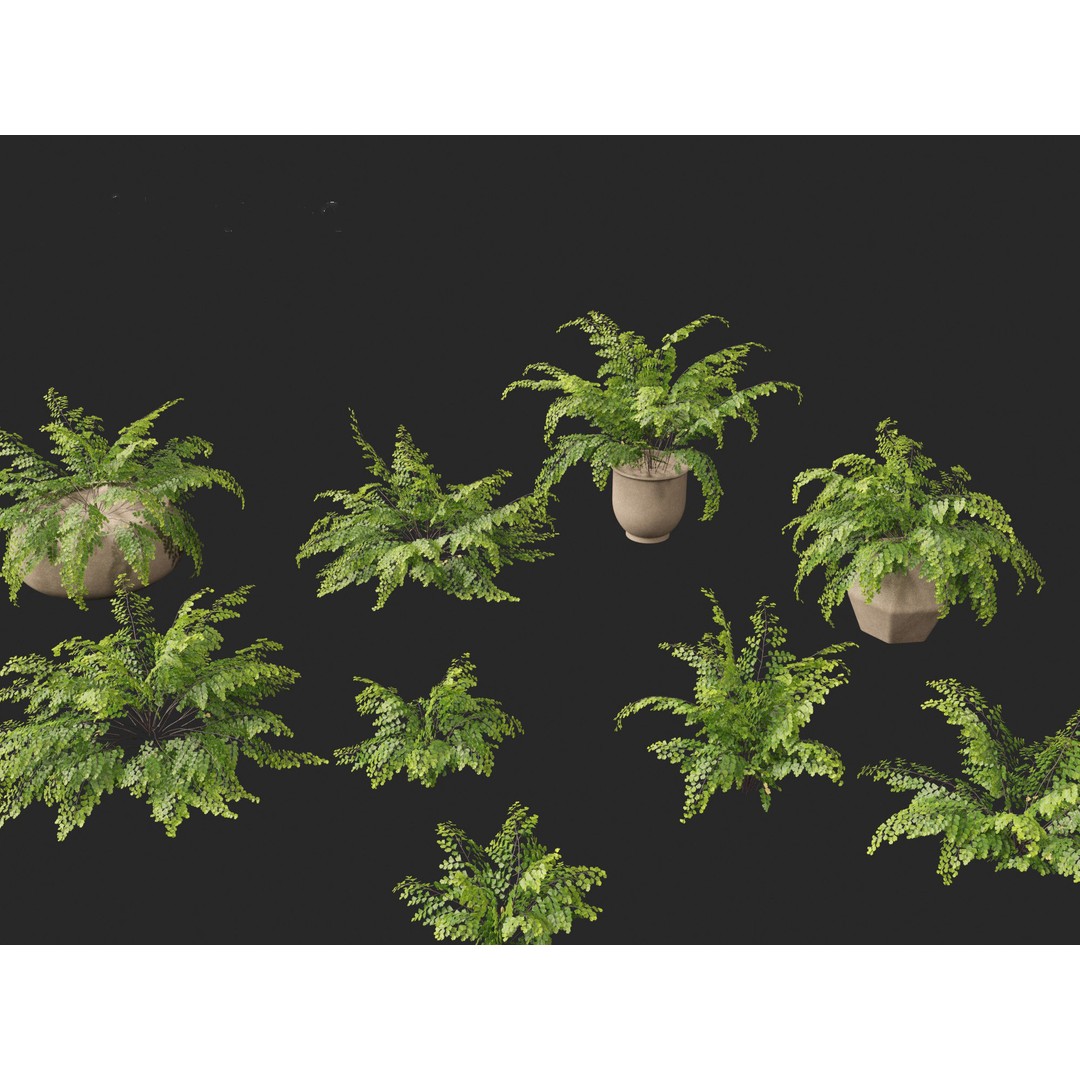 Adiantum aethiopicum 3D Model – Realistic PBR Plant Asset, FBX - View 4