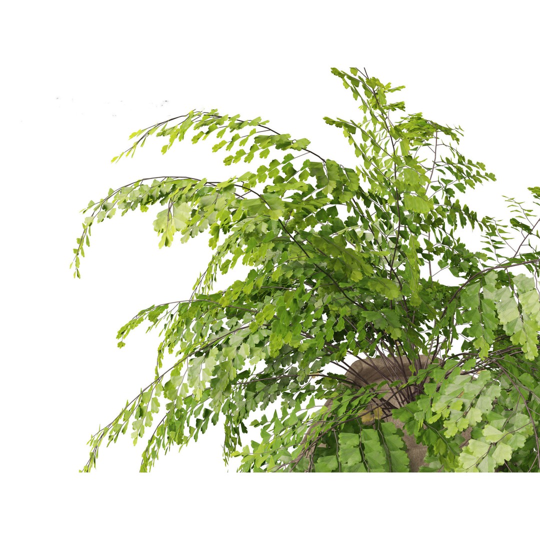 Adiantum aethiopicum 3D Model – Realistic PBR Plant Asset, FBX - View 5