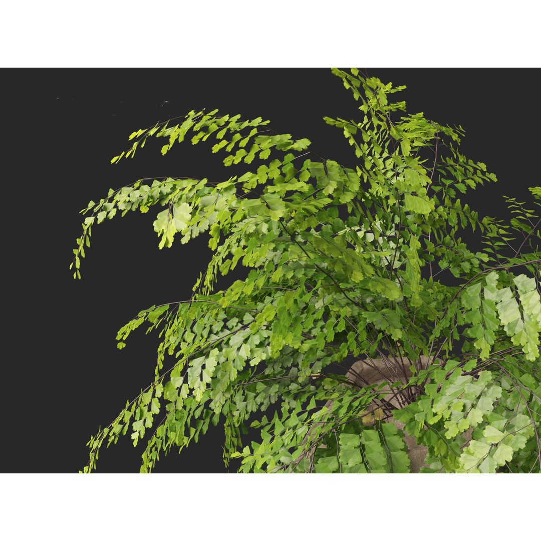 Adiantum aethiopicum 3D Model – Realistic PBR Plant Asset, FBX - View 6