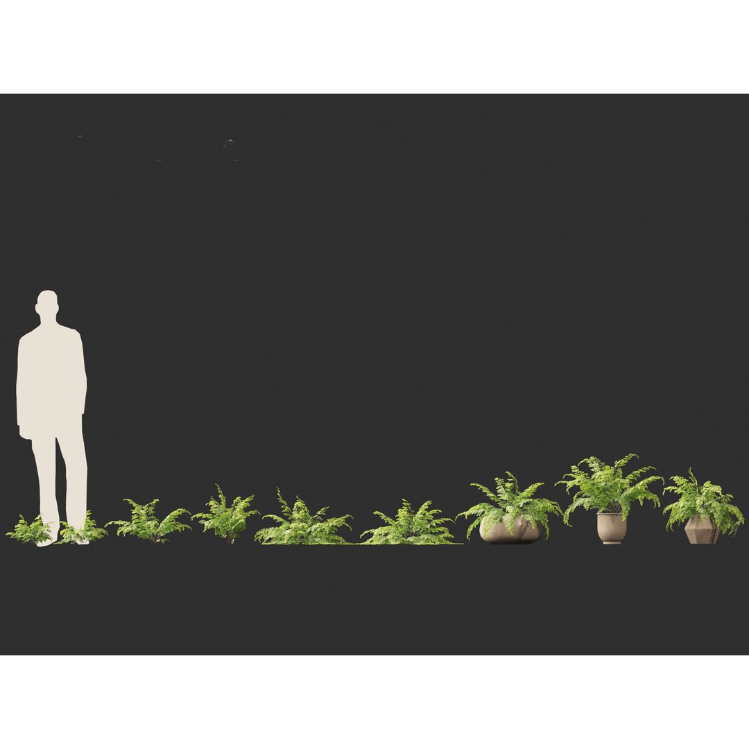 Adiantum aethiopicum 3D Model – Realistic PBR Plant Asset, FBX - View 7