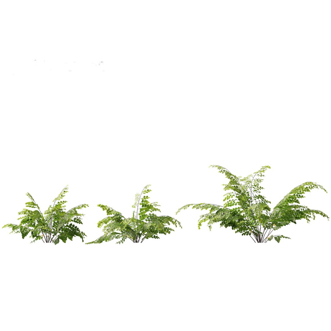 Adiantum aethiopicum 3D Model – Realistic PBR Plant Asset, FBX - View 8