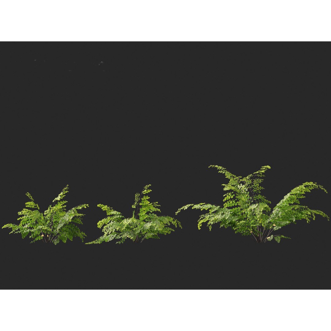 Adiantum aethiopicum 3D Model – Realistic PBR Plant Asset, FBX - View 9