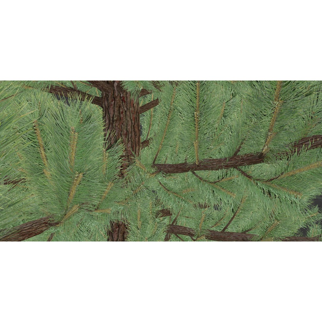 Coniferous Pine Collection Vol 2 3D Model – High Poly Blender Asset