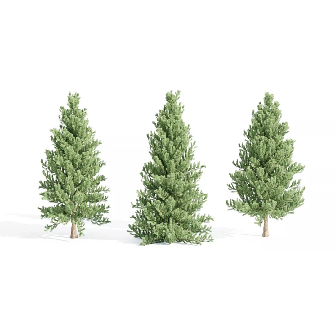 Coniferous Pine Collection Vol 2 3D Model – High Poly Blender Asset - View 2