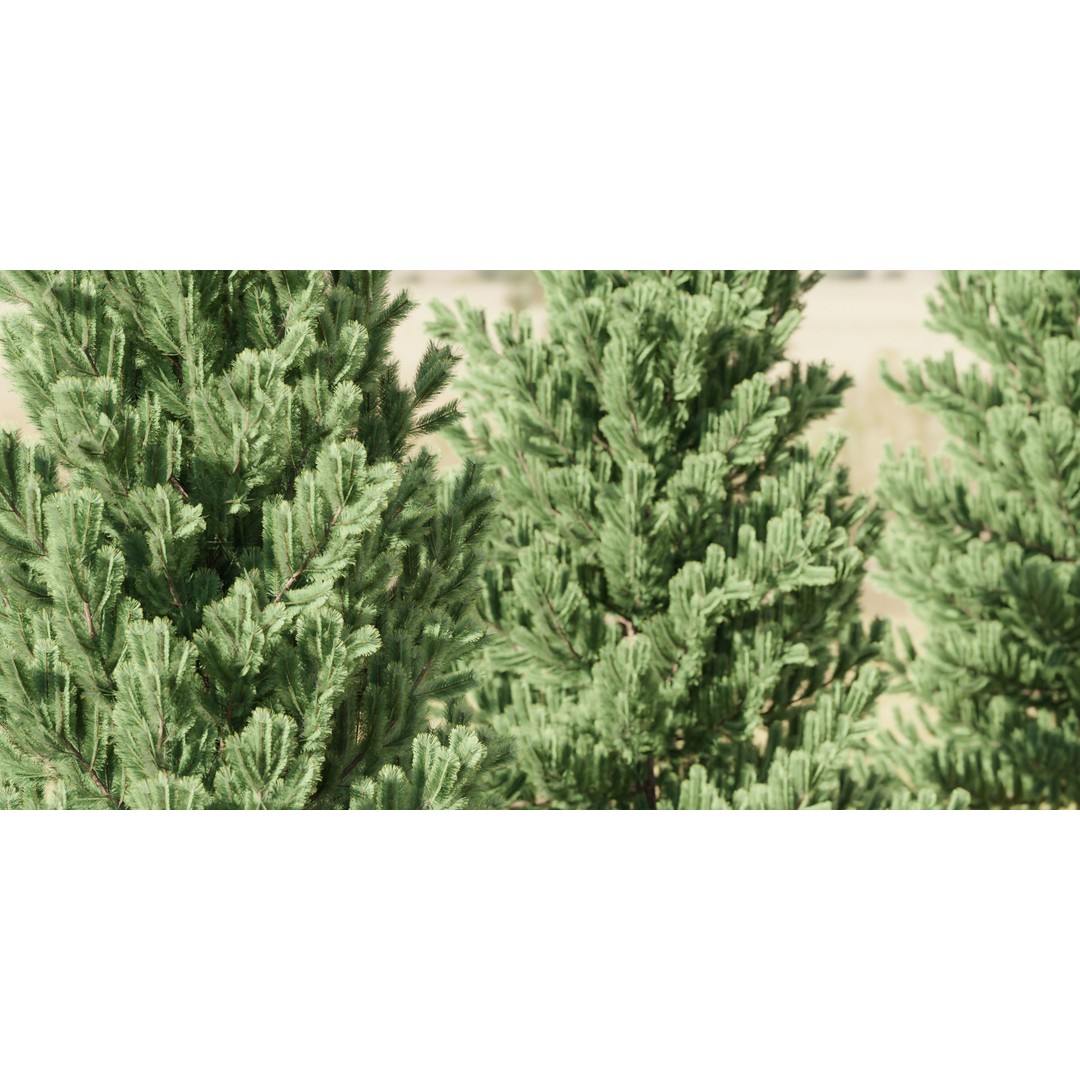 Coniferous Pine Collection Vol 2 3D Model – High Poly Blender Asset - View 3