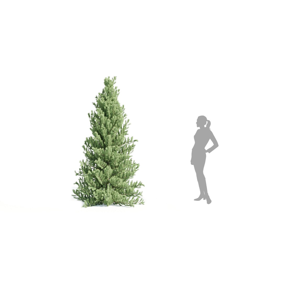 Coniferous Pine Collection Vol 2 3D Model – High Poly Blender Asset - View 4